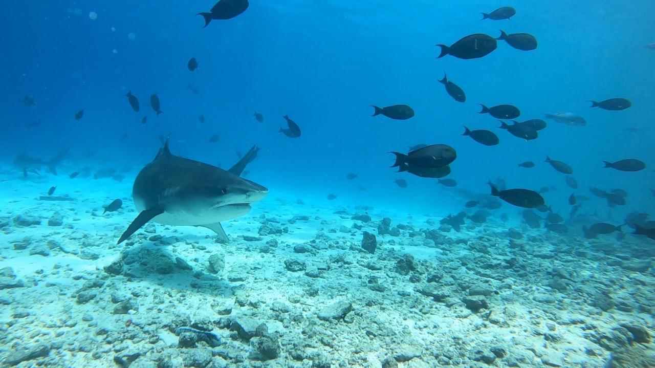 Shark Lounge Hotel Fuvahmulah Buitenkant foto